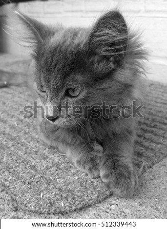 A close-up, black and white photograph of a 2 month old male kitten in Brisbane, Australia.
