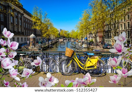 Bikes on the bridge with blooming magnolia spring flowers in Amsterdam, Netherlands. Canals of Amsterdam