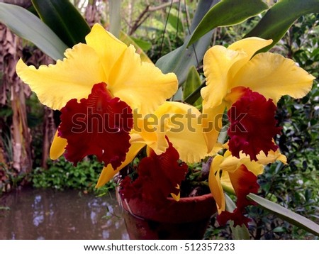 closeup blooms of orchid yellow and maroon