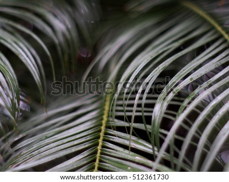 blur backdrop picture of palm leaves pattern under natural evening sun light close up outdoor for relax mood background.