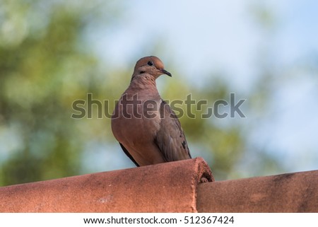Mourning dove (Turtle dove) perched on metal pipe