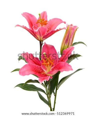 Beautiful red lily flower bouquet isolated on white background
