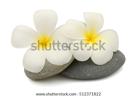 beautiful white plumeria rubra flowers isolated on White background