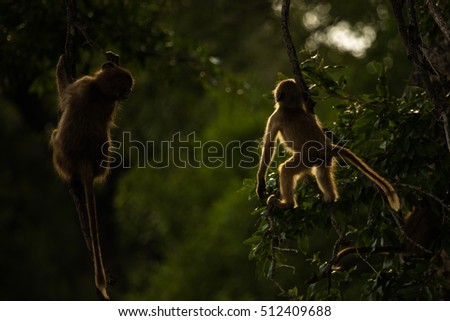 Two Baby Baboons Playing With Each Other