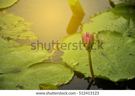 Lotus float on the pond with sunshine, selective focus.