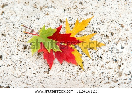 Green maple leaf on the white stone