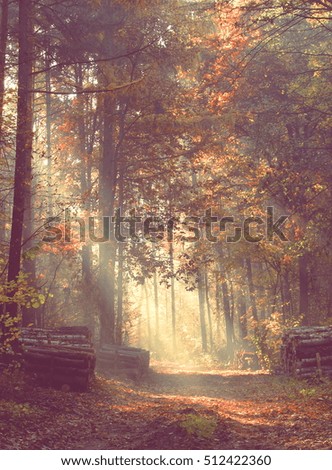 Road through a beautiful colorful forest in autumn; vintage toned photo