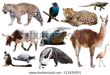 Set of  South American animals. Isolated over white background