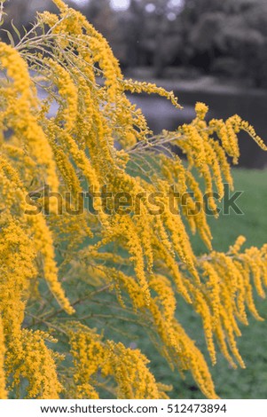 Blooming goldenrod in a garden in the afternoon