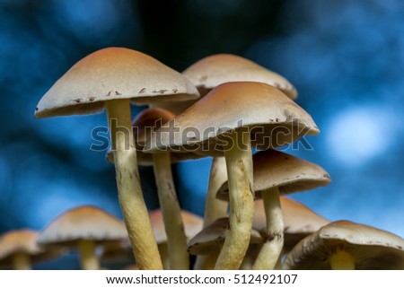 Closeup of Sulphur Tuft mushrooms (Hypholoma fasciculare) growing on tree stump. 