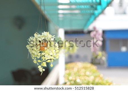 hanging basket plant