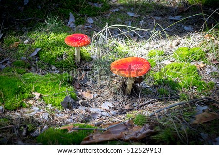 Two red poisonous mushroom in a pine forest. Tinted stylish photo