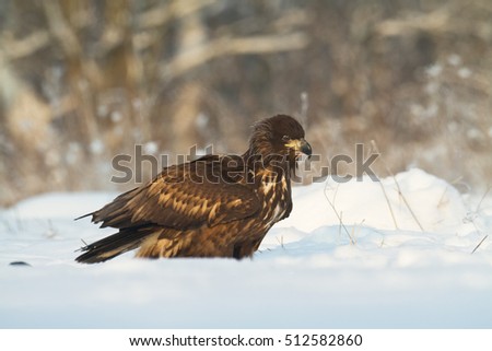 Birds of prey - young White-tailed Eagle (Haliaeetus albicilla) searching something to eat in deep snow. Winter time.