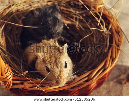 Two Mongolian gerbils in a nest from a dry grass