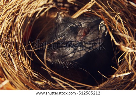  Mongolian black gerbil in a nest from a dry grass
