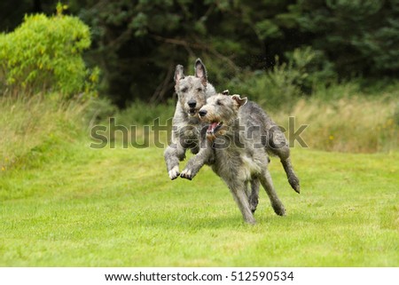 Running Irish wolfhounds Royalty-Free Stock Photo #512590534