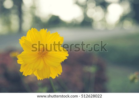 Yellow flowers, natural summer background, blurred image, selective focus