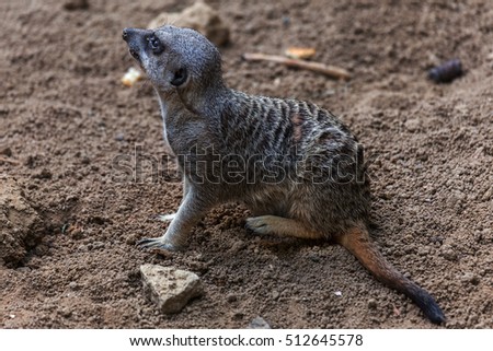 Charming curious prairie rodents; ground squirrels in the zoo enclosure equipped. Common ground squirrel. Wild animals of the steppe zone of the middle band