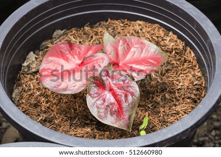 Caladium bicolor beautiful in potted