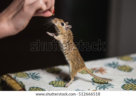 Girl hand-feed the gerbil mouse seeds and grain. Mice snatches seed.