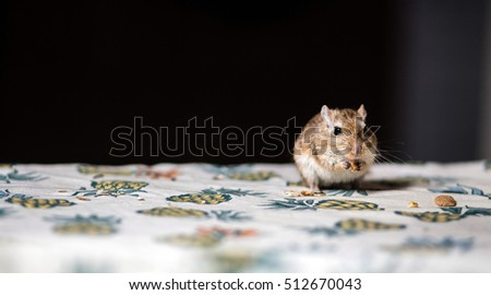 Little gerbil mouse eat seeds and grains on the table