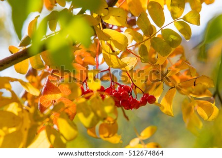 texture, background. Autumn leaves of a mountain ash. Bright yellow autumn leaves photography backlit. amazing time to the Indian summer. Rowan