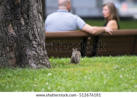 Beautiful Squirrel in Park in Downtown of Montreal Sitting a head of Talking People, Montreal, Quebec, Canada