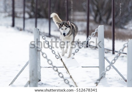 The dog Siberian husky and obedience training in winter. The dog runs on an unstable path.