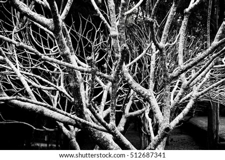 branch with Monochrome Black & White