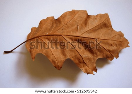 Brown oak leaf