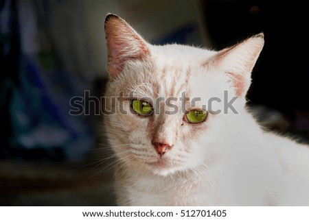 Thai white cat.