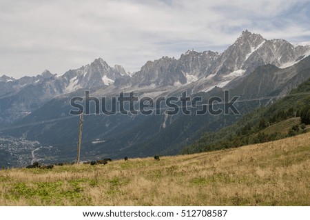 herd on a field in alps