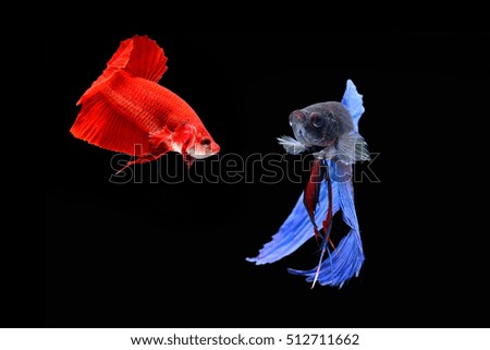 Capture the moving moment of white siamese fighting fish isolated on black background, Betta splendens,Gifts for Arabs,Thailand Culture be alive,Gifts for Europeans