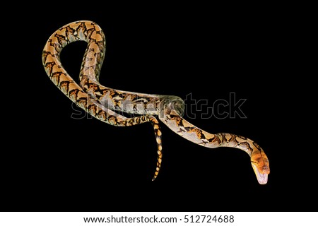 Reticulated Python snake Pythonidae Reticulatus, isolated on black background. copy space.