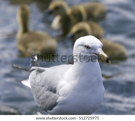 Beautiful isolated photo of a gull and the Canada geese
