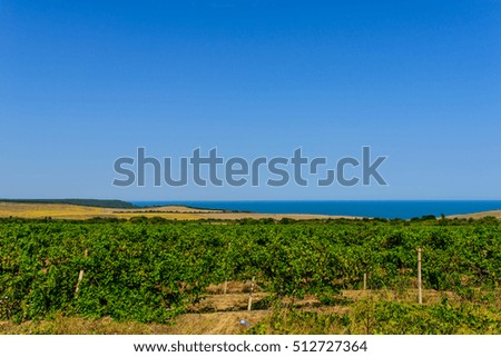 Grape field in Bulgaria 
