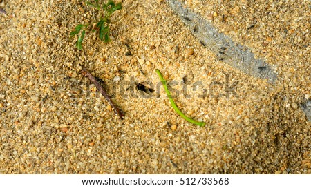 Ant Nest in Nature Environment on sand ground