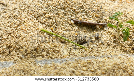 Ant Nest in Nature Environment on sand ground