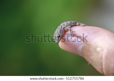 A very near close-up picture of a man holding a new born common mediterranean gecko, Tarentola mauritanica in a town near Barcelona, Catalonia, Spain