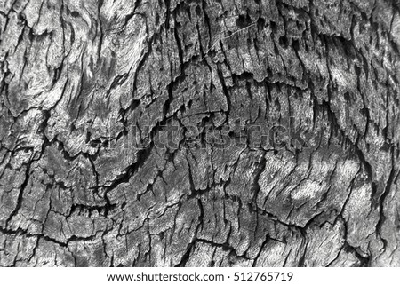 Nature wood texture