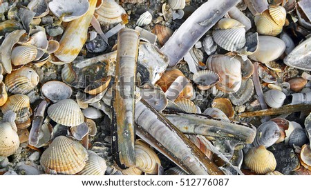 Empty Seashells on the beach on the island of Sylt