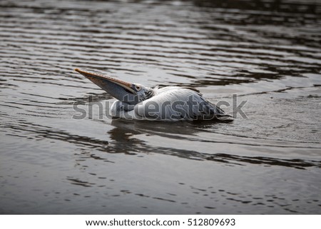 Pelican Bird Cute in lake life nature planet amazing animal