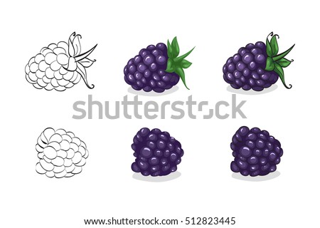 Vector, color and sketch, tasty blackberry