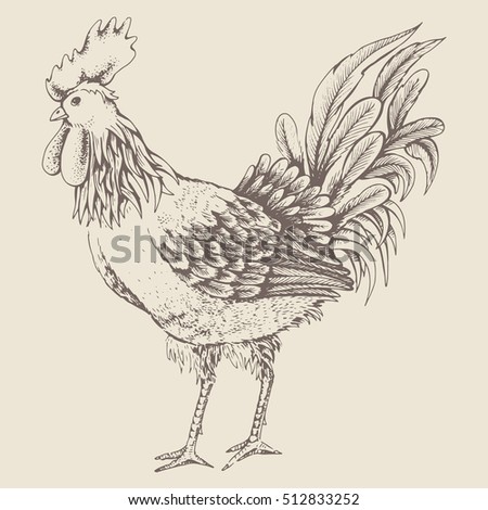 Illustration - sketch profile rooster. Series of farm animals. Graphics, handmade drawing cock. Vintage engraving style. Isolated cock are standing on a ground. Rooster symbol of Chinese New Year 2017
