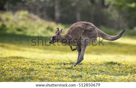 Jumping Kangaroo at a meadow with yellow flowers