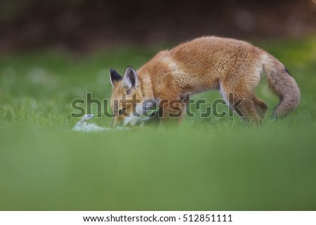 Red fox pup with prey (grey squirrel)