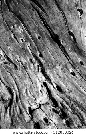 Dry tree trunk. Nature texture background. Black white nature photography.
