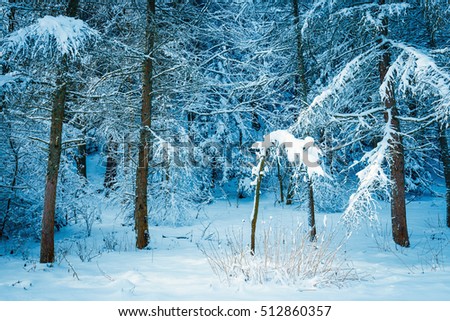 frozen forest with snow, winter landscape
