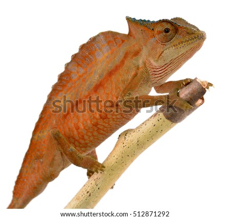 Crested Chameleon - Male - Trioceros Cristatus