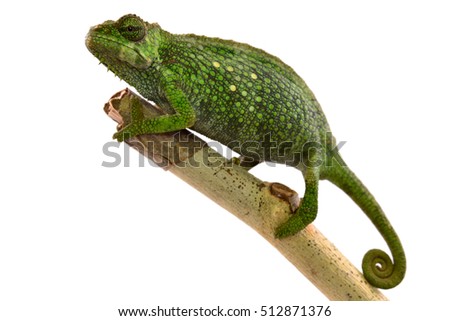 Pfeffer's Chameleon - Female - Trioceros pfeffer